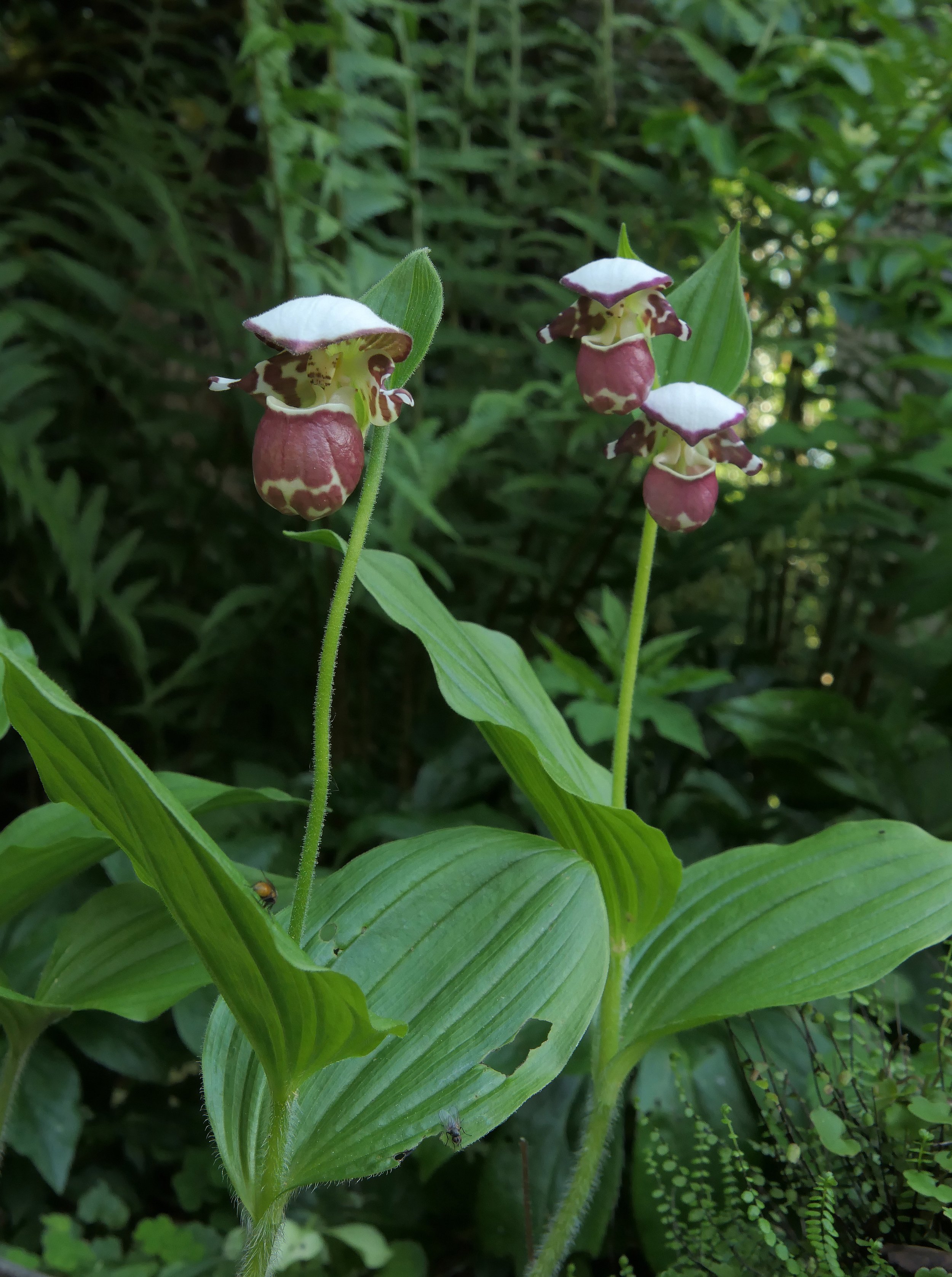 Cypripedium Frosch's Alaskan Beauty (Clone) — Hillside Nursery